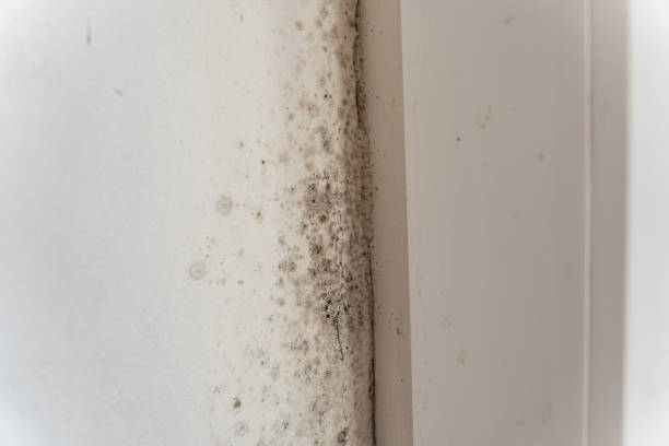 Best Commercial Mold Inspection  in Bayshe, OR